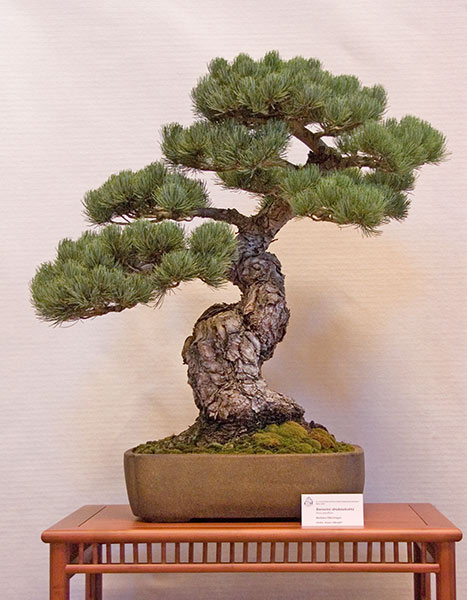 American Bonsai at the NC Arboretum - Page 24 Czechi10