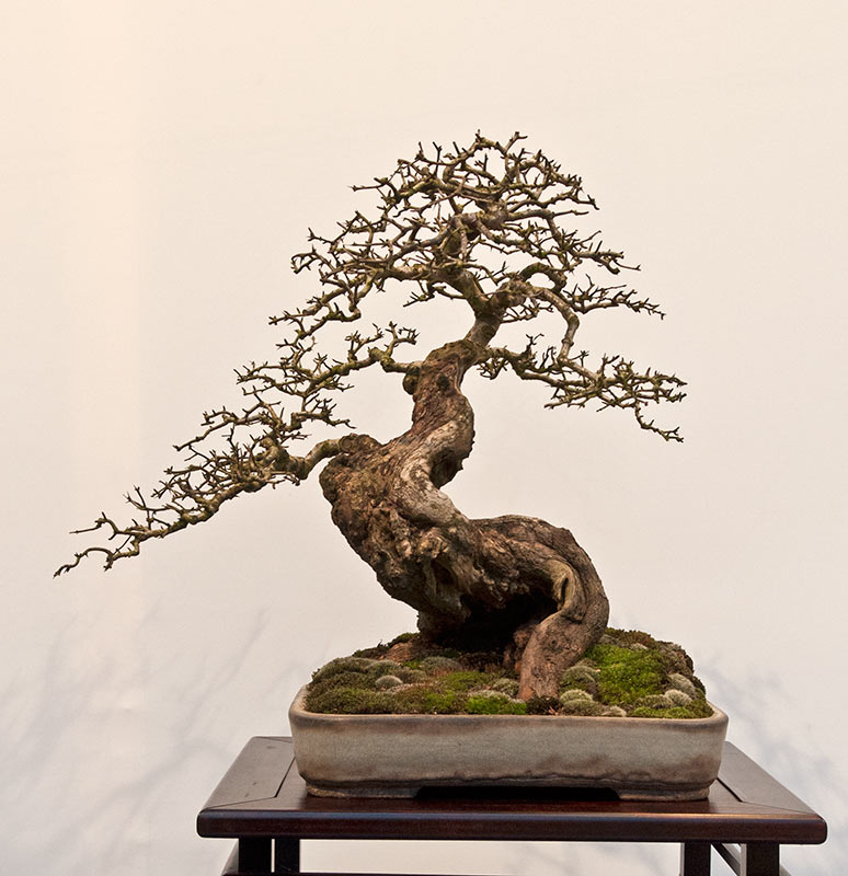 American Bonsai at the NC Arboretum - Page 24 Noelan12