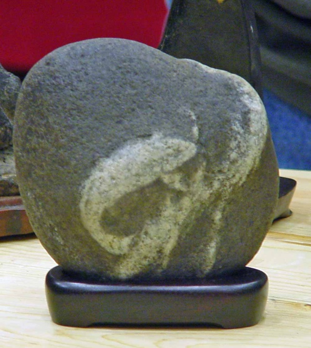 Stones with holes or suggesting animals Dsc00013