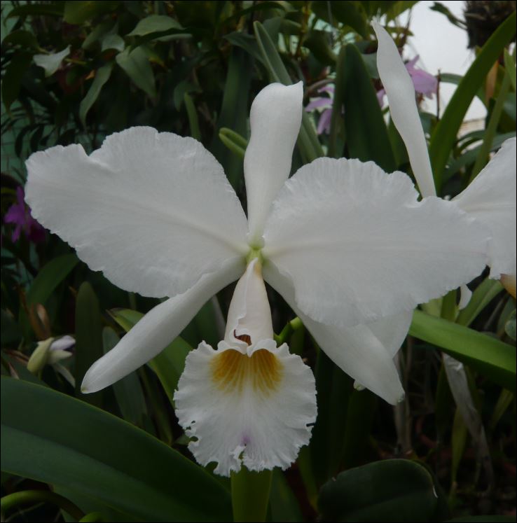 Cattleya labiata f. semi alba (2 clones) Cattl103