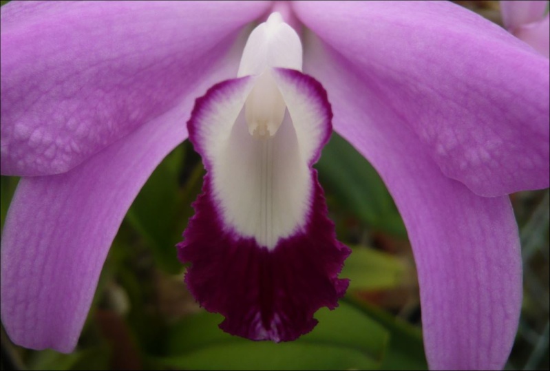 Cattleya (Laelia) perrinii Cattle40