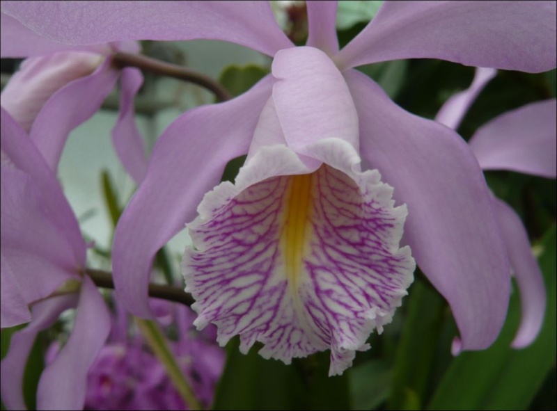 Cattleya maxima Cattle62