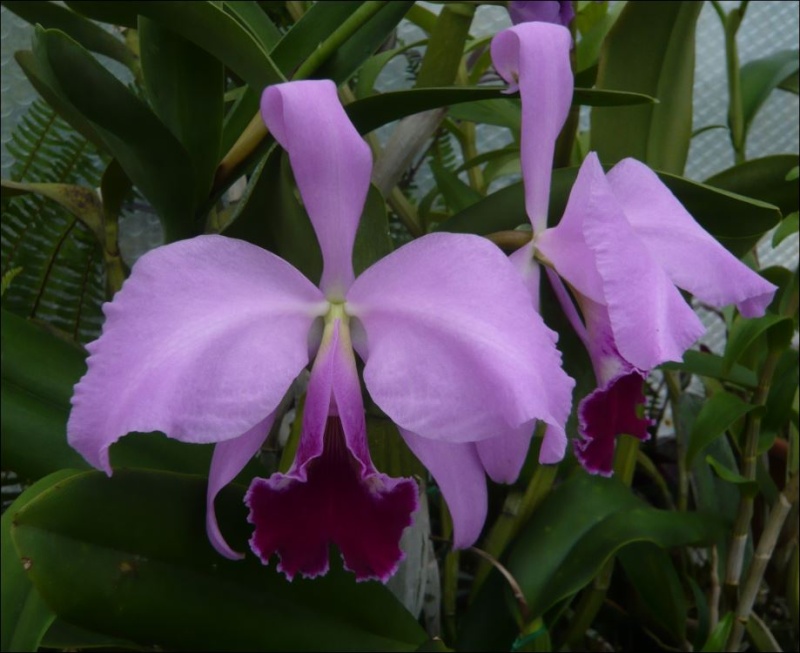 Cattleya labiata 'Boa' x 'Madre de Deus' Cattle92