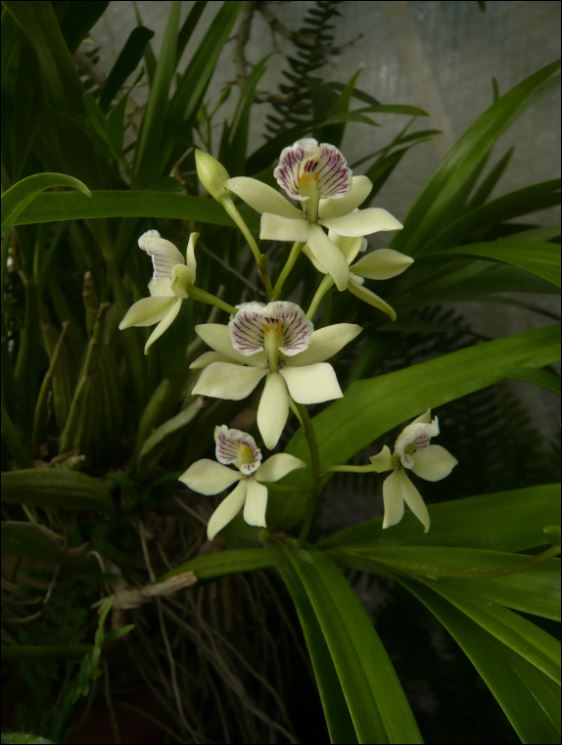 Prosthechea radiata Prosth10