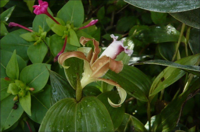 Sobralia atropubescens Sobral16