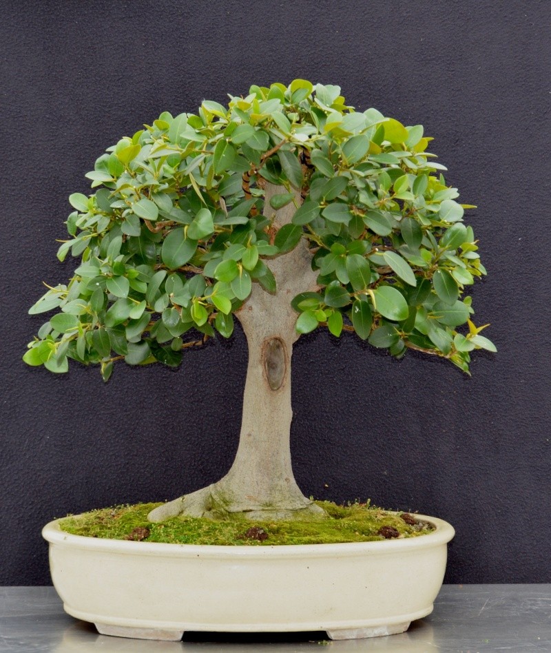 Ficus rubiginosa beginnings Rubigi10