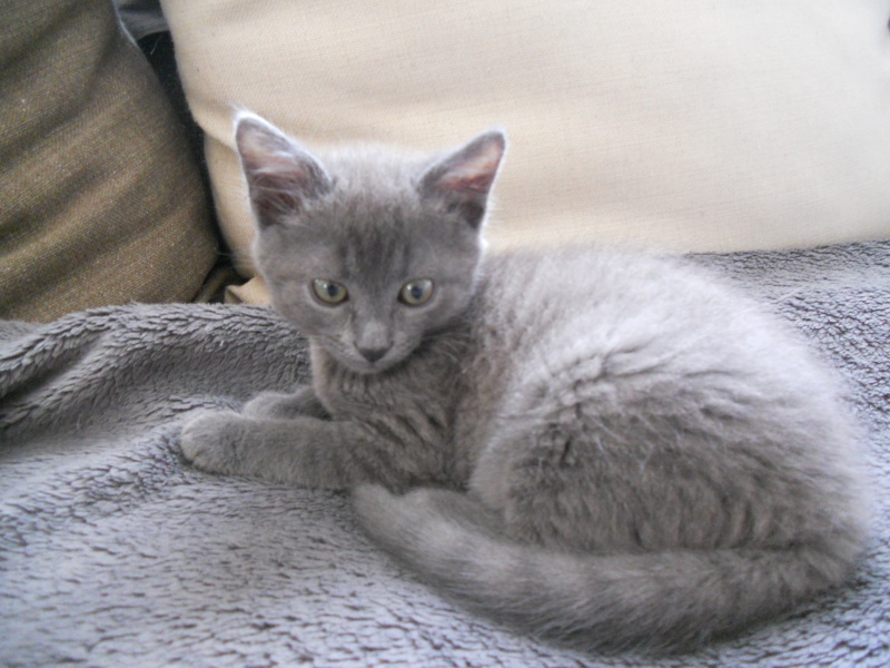 Lenny,chaton typé chartreux environ 6 semaines( à réserver) sur Niort Dscn4618