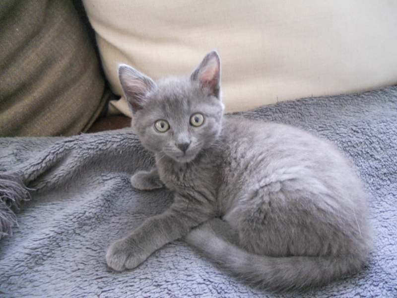 Lenny,chaton typé chartreux environ 6 semaines( à réserver) sur Niort Dscn4619
