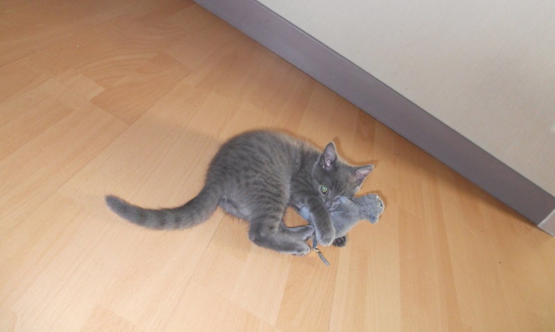 Lenny,chaton typé chartreux environ 6 semaines( à réserver) sur Niort Dscn4631