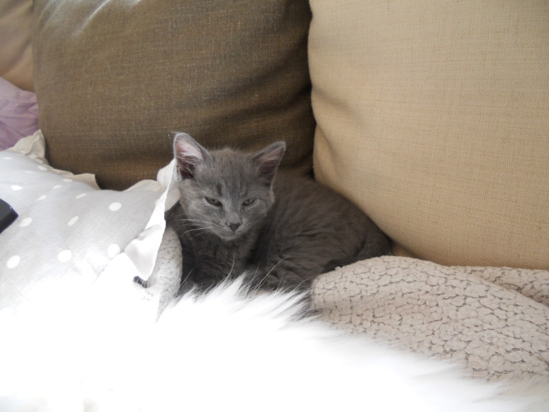 Lenny,chaton typé chartreux environ 6 semaines( à réserver) sur Niort Dscn4634