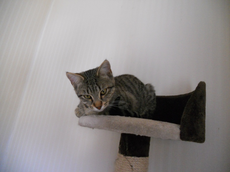 Luz, adorable chaton, né vers le 15/04, en accueil sur Niort Dscn4735