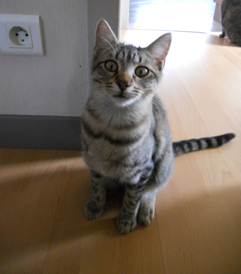 Luz, adorable chaton, né vers le 15/04, en accueil sur Niort Dscn4741