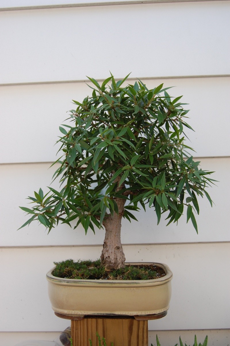 Ficus nerifolia Dsc_0111