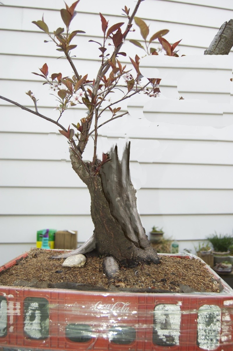 prunus cistena carving Prunus10