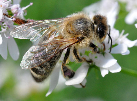 Surmortalité des abeilles : une énigme encore non résolue  Rtemag15