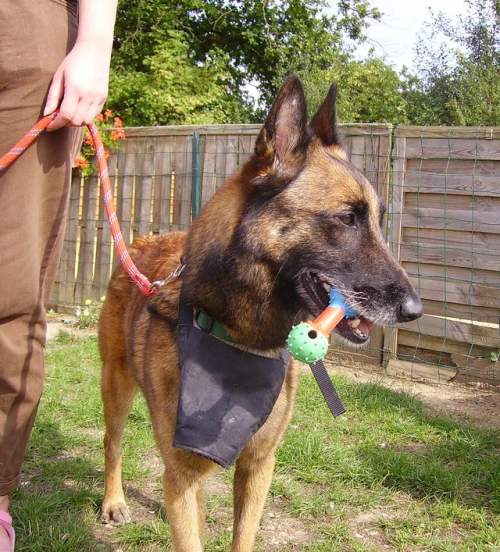 VANY Type berger belge Malinoise 7 ans (60)  1_500_10