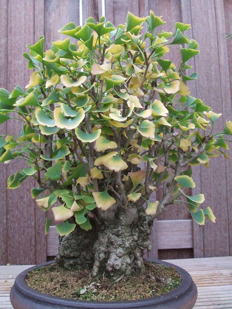 Show the Autumncolour from your bonsai Dscf3010