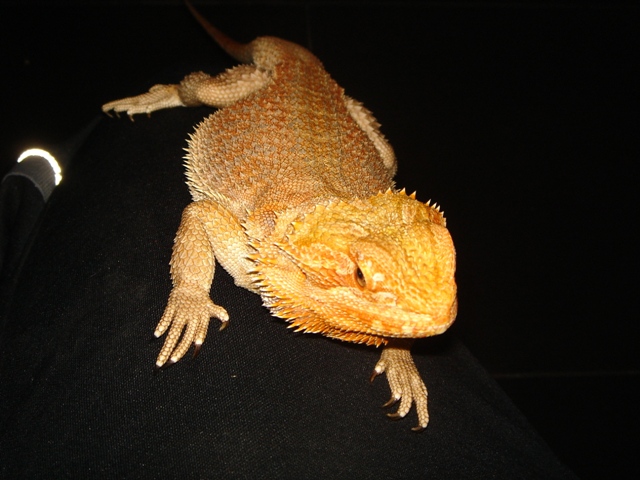 pogona femelle redflame sandfire x giant orange het hypo nc 07/2009 Dsc00229