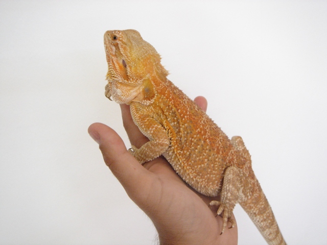 Cheptel Keristoff's pogona Dsc00232