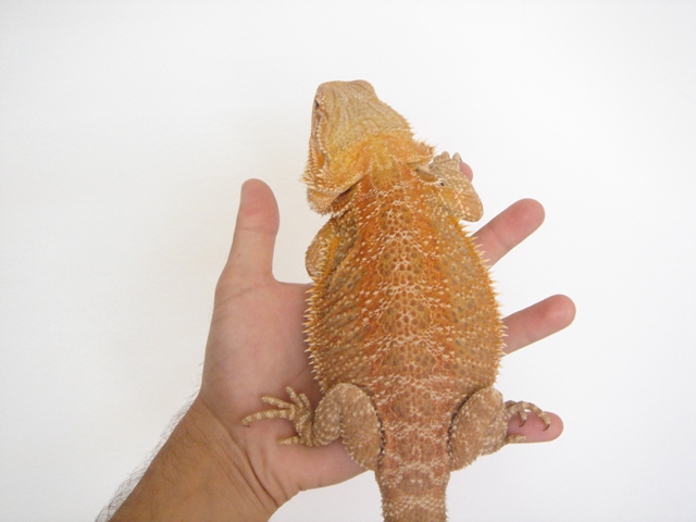 Cheptel Keristoff's pogona Dsc00233