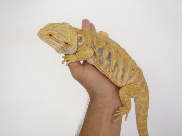 Cheptel Keristoff's pogona (vitticeps) Dsc00234