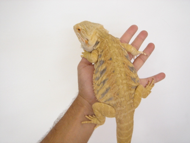 Cheptel Keristoff's pogona (vitticeps) Dsc00235