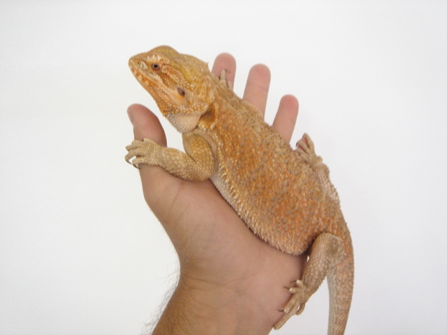 Cheptel Keristoff's pogona Dsc00236