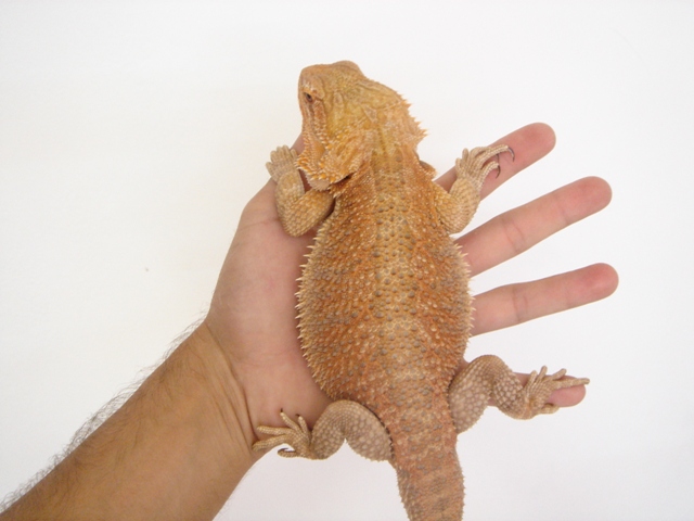 Cheptel Keristoff's pogona (vitticeps) Dsc00237