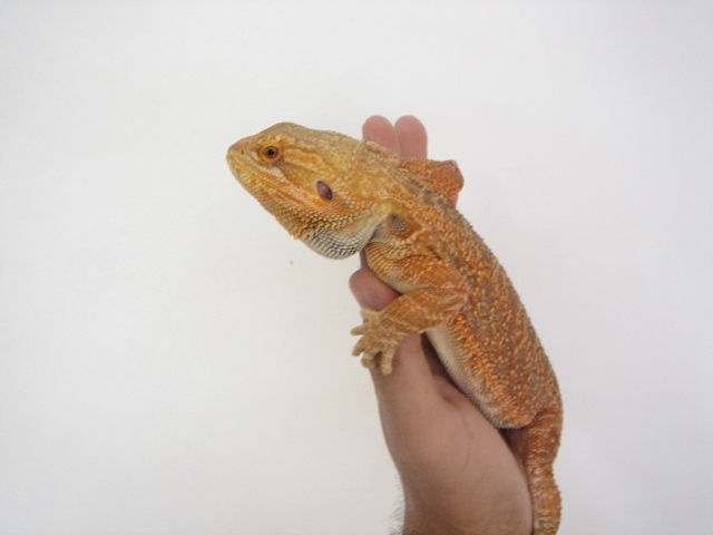 Cheptel Keristoff's pogona (vitticeps) Dsc00238