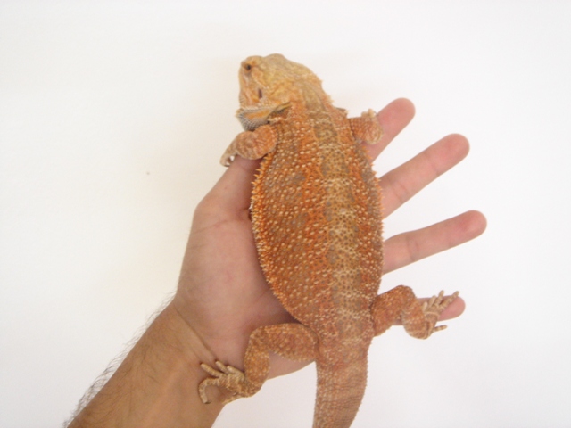 Cheptel Keristoff's pogona Dsc00239