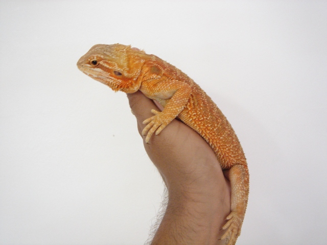 Cheptel Keristoff's pogona Dsc00240