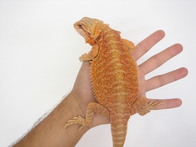 Cheptel Keristoff's pogona Dsc00241