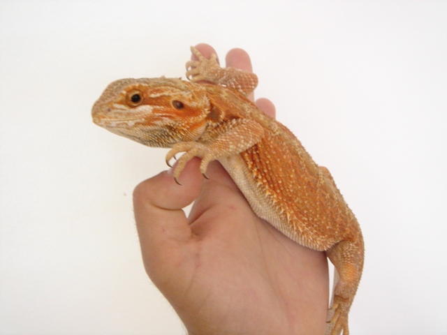 Cheptel Keristoff's pogona Dsc00242