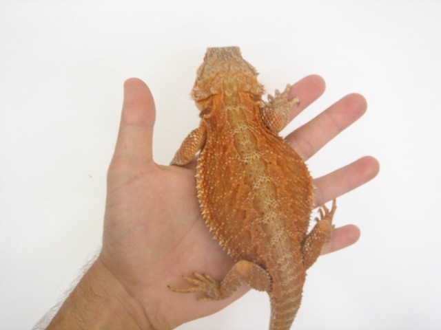 Cheptel Keristoff's pogona Dsc00243