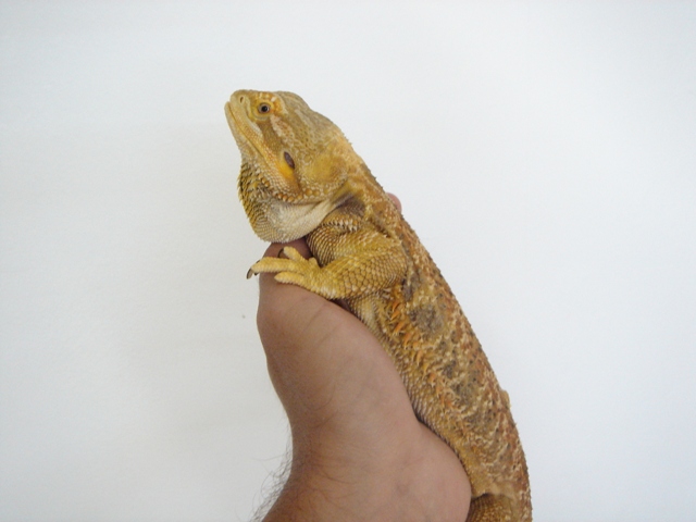 Cheptel Keristoff's pogona (vitticeps) Dsc00310