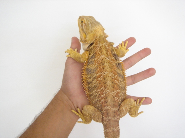 Cheptel Keristoff's pogona (vitticeps) Dsc00311