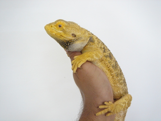 Cheptel Keristoff's pogona Dsc00312