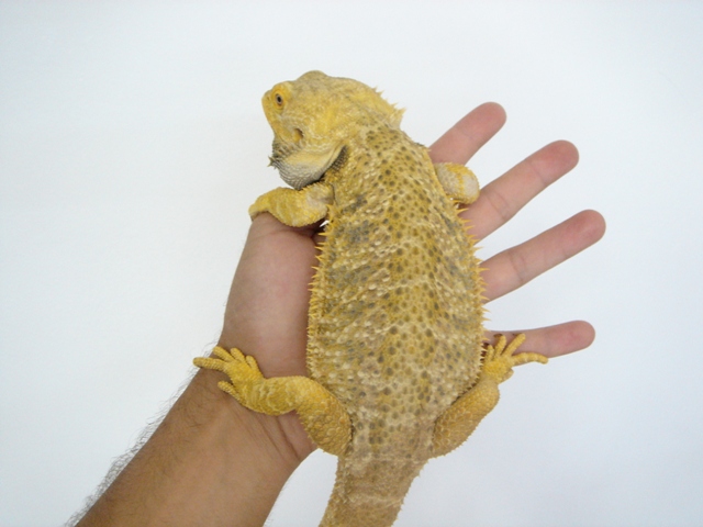 Cheptel Keristoff's pogona (vitticeps) Dsc00313