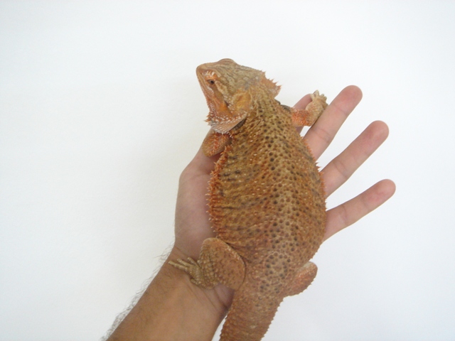 Cheptel Keristoff's pogona Dsc00315