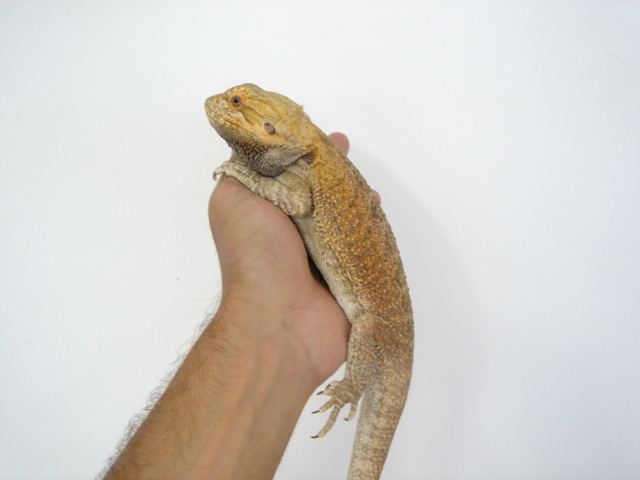 Cheptel Keristoff's pogona (vitticeps) Dsc00316