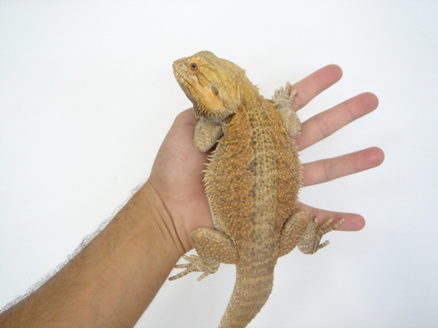 Cheptel Keristoff's pogona Dsc00317