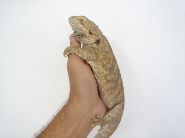 Cheptel Keristoff's pogona (vitticeps) Dsc00318