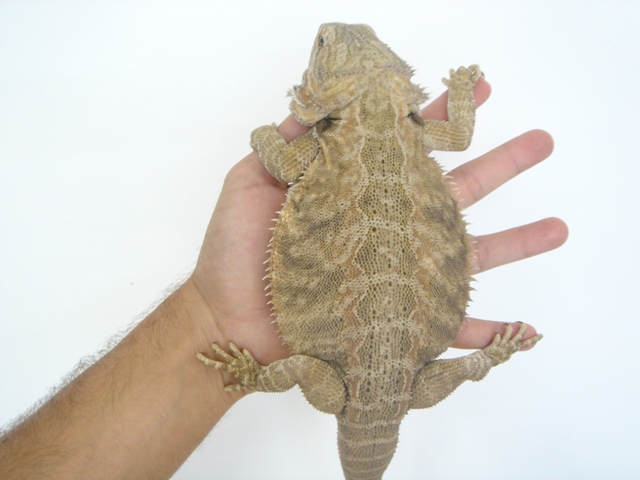 Cheptel Keristoff's pogona (vitticeps) Dsc00319