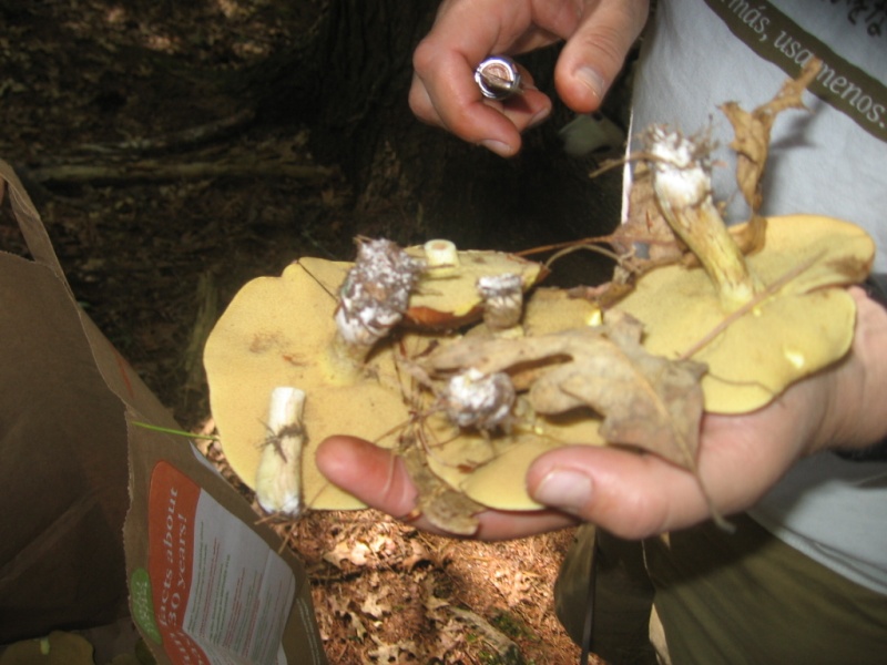 Trekking nel bosco con raccolta funghi a Casimir Pulasky State Park, RI 21110