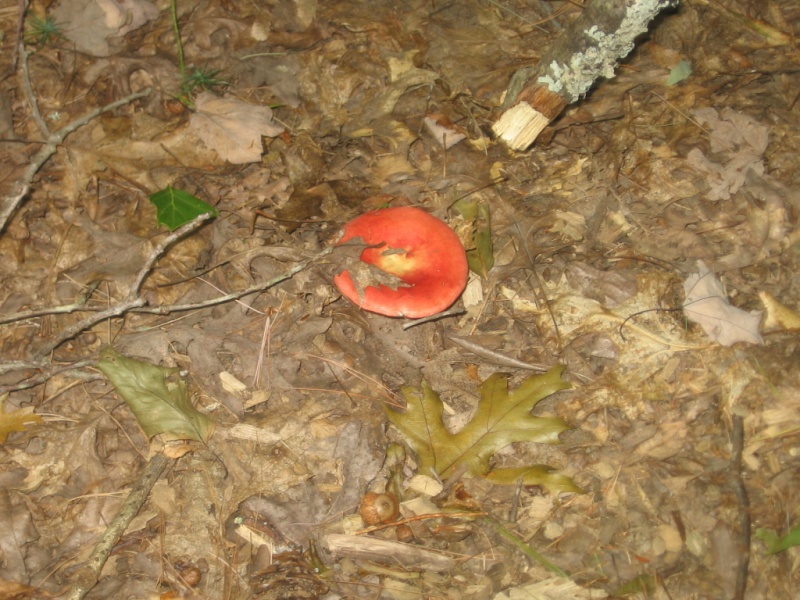 Trekking nel bosco con raccolta funghi a Casimir Pulasky State Park, RI 21910