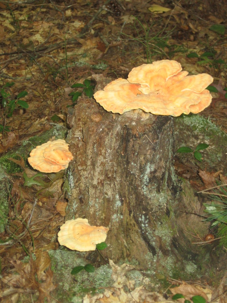 Trekking nel bosco con raccolta funghi a Casimir Pulasky State Park, RI 22110