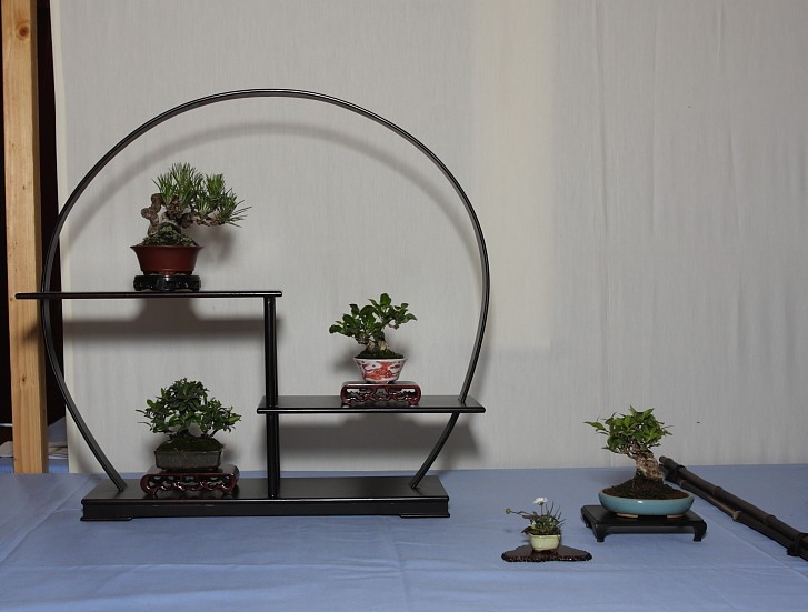 Our collaborative display at the Bonsai South West show held in Exmouth, UK  Mame_i10