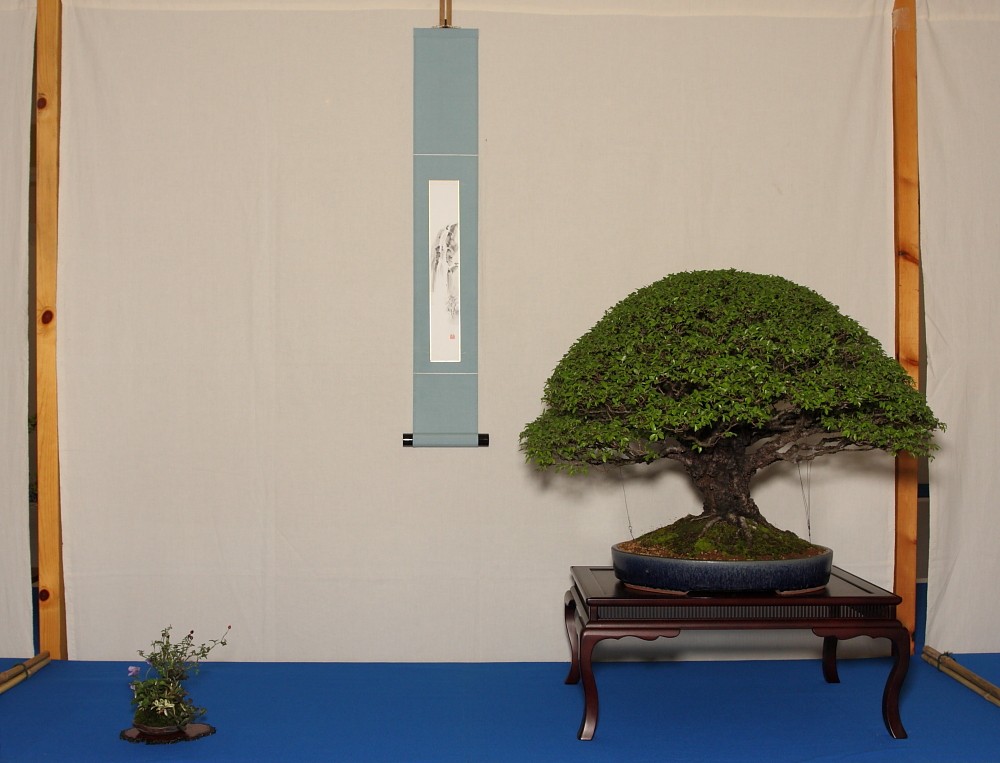 Two of Ritta's Shitakusa at the Best of British Bonsai 2011 show Our_cb10