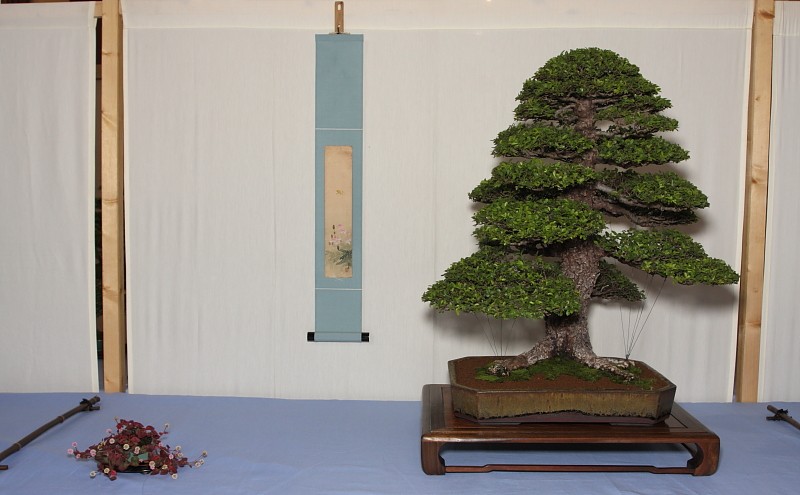 Our collaborative display at the Bonsai South West show held in Exmouth, UK  Our_ch10