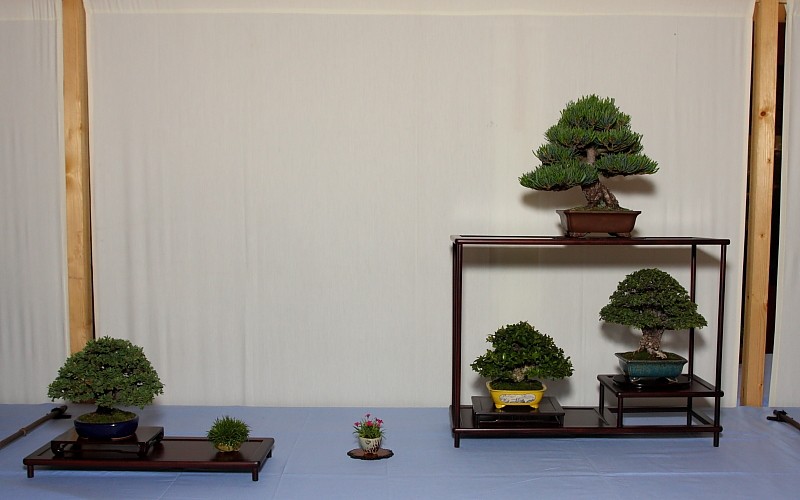 Our collaborative display at the Bonsai South West show held in Exmouth, UK  Shohin11